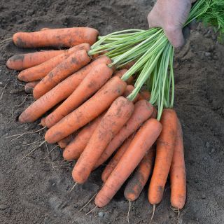 Naval Carrot Thumbnail